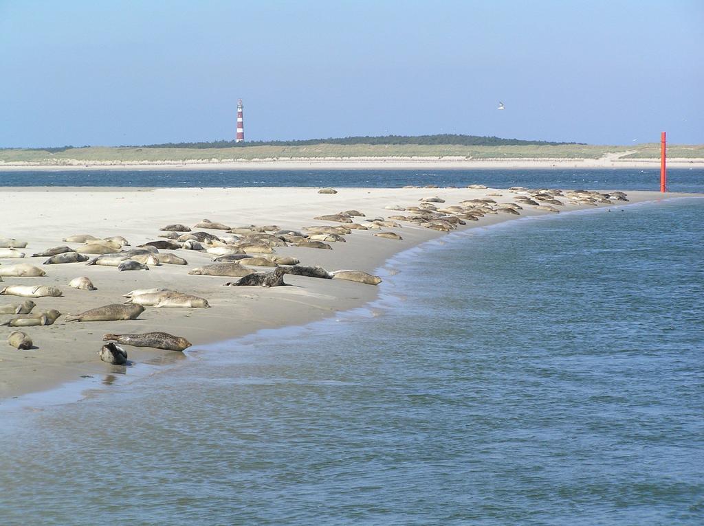הוסטל הולום Sier Aan Zee מראה חיצוני תמונה